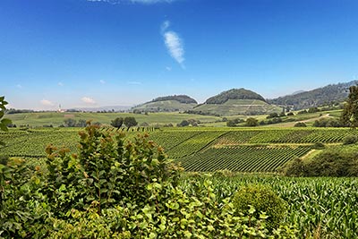 Weinberge im Markgräflerland