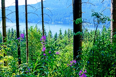 Schluchsee im Schwarzwald